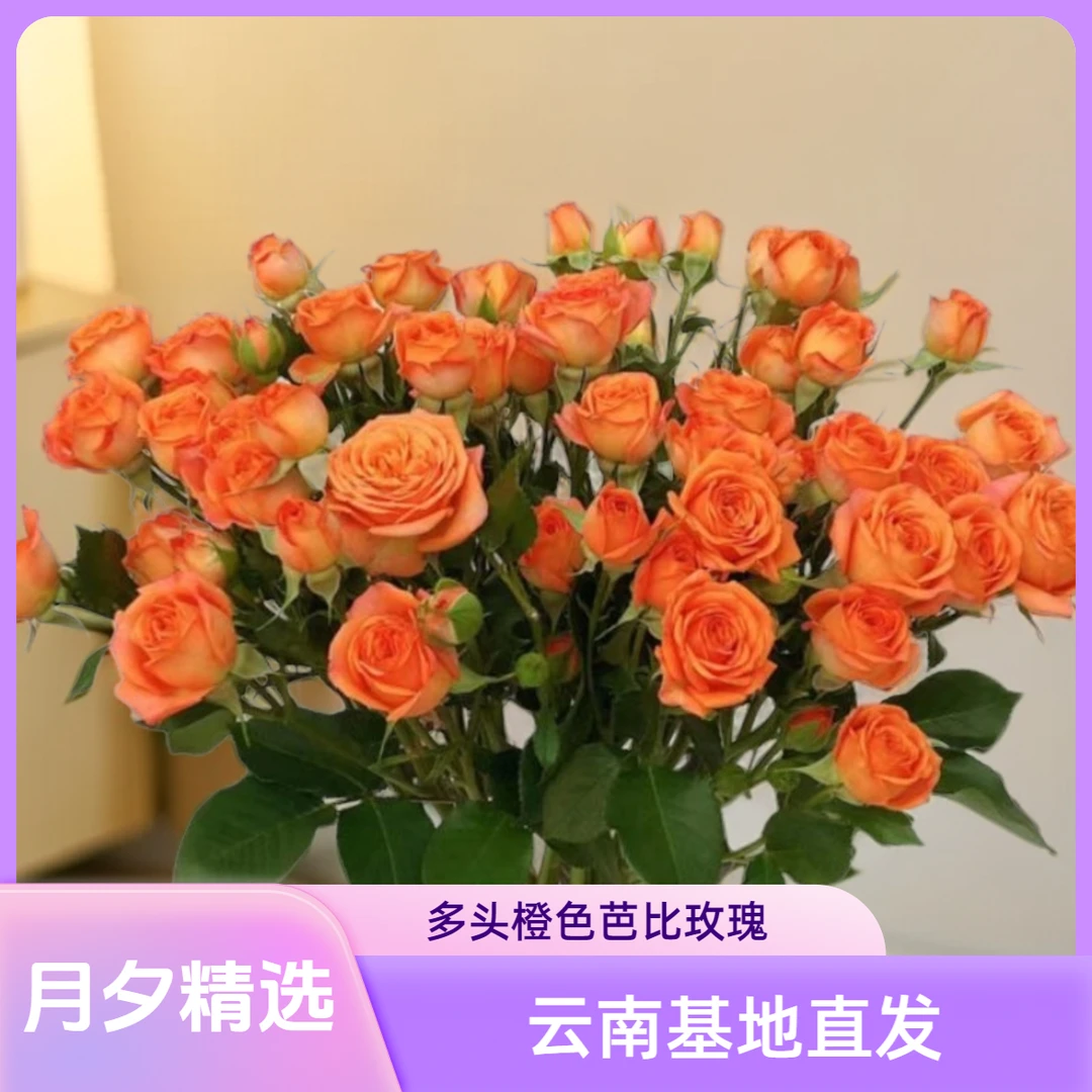 【月夕精选-橙色芭比多头玫瑰】精品鲜花 顺丰冷链包邮云南基地直供