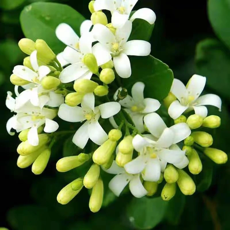 【九里香】老桩大型驱蚊开花香味花卉绿植四十厘米上上【带花苞发货】