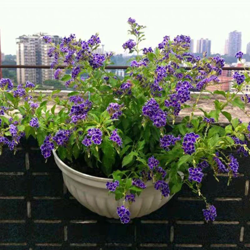 蕾丝金露花巧克力花四季开花木本多年生阳台庭院开花植物带香味