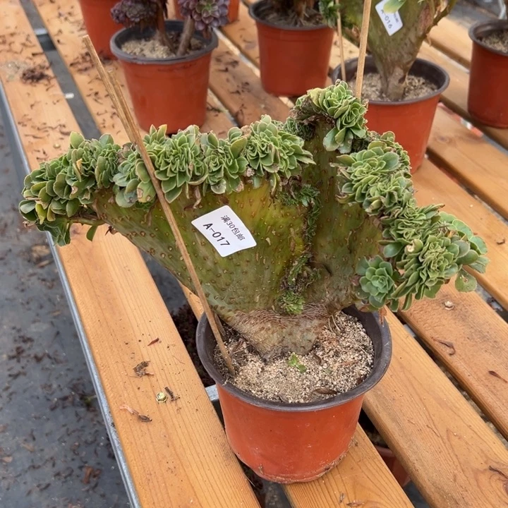 017 绿羊绒缀 宽度31 公分