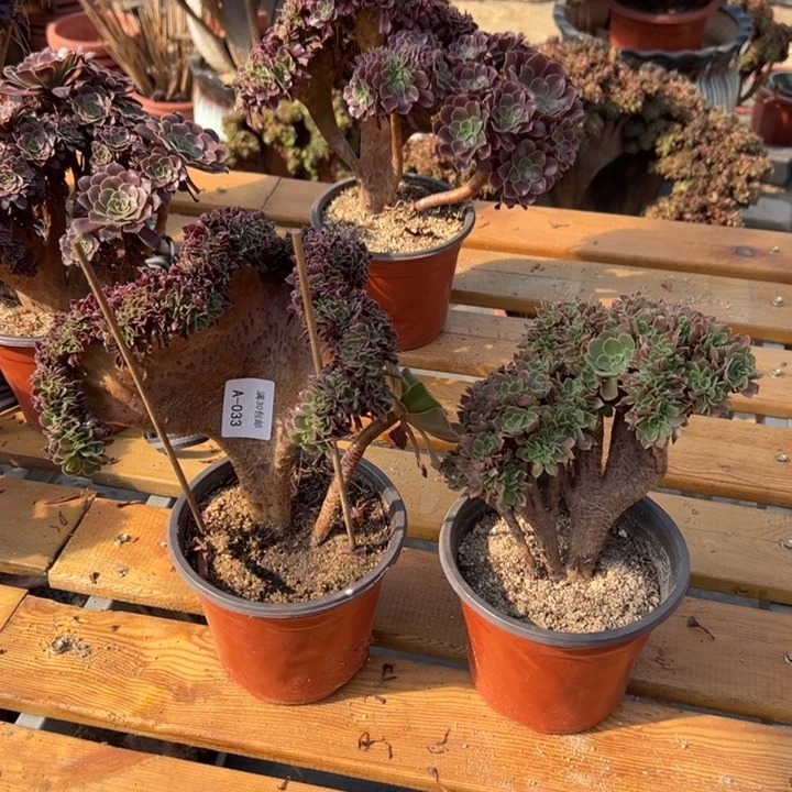 033 欧紫缀化 玫瑰缀化2颗