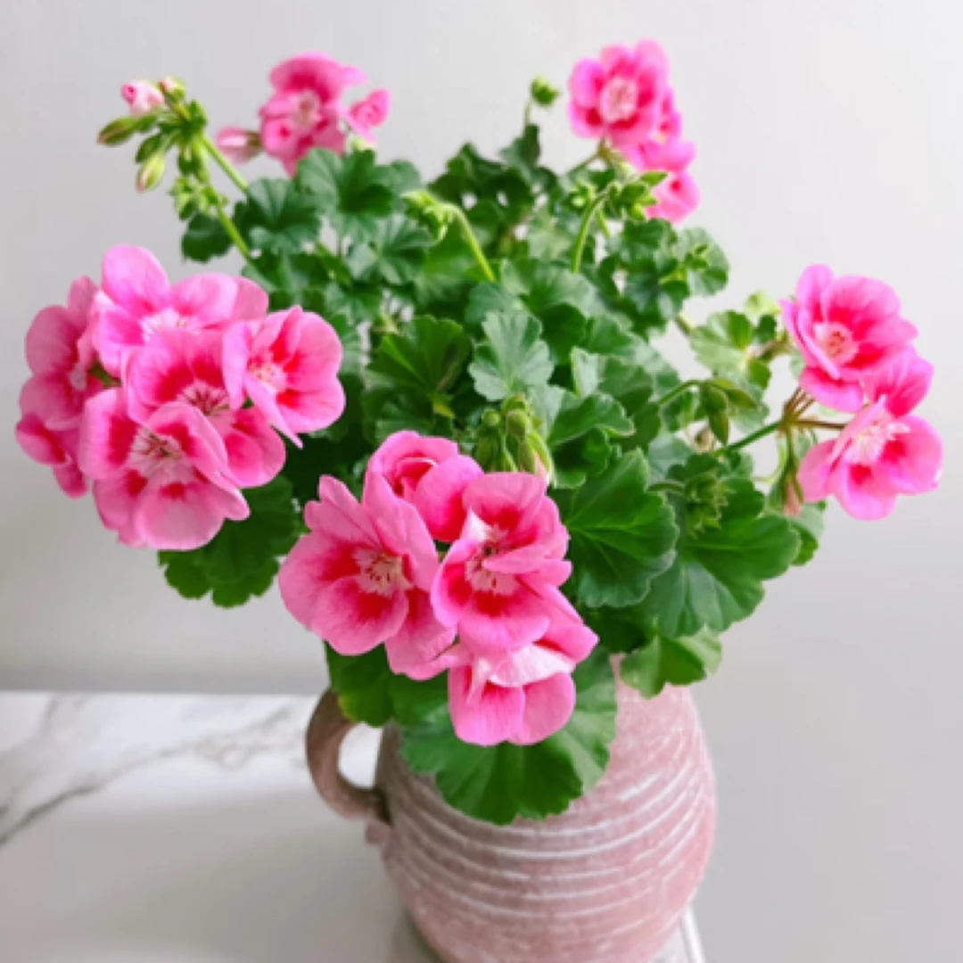 【 桃花】直立天竺葵 飞溅系列 中苗（带花苞 包对版 ）带货