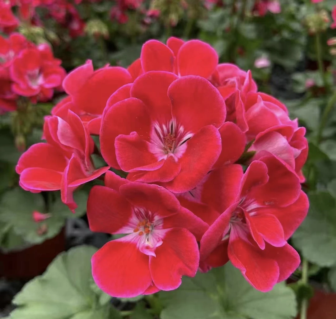 【英雄-丝绒质感 】直立天竺葵 单瓣大花丝绒质感（带花苞 包对版 ）