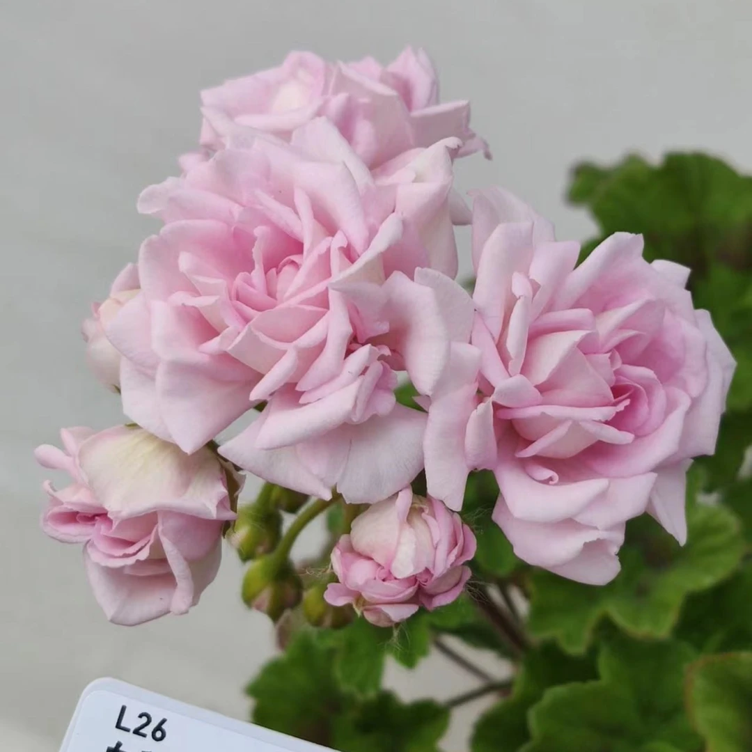 【白鼠 】直立天竺葵 玫瑰花型（带花苞 包对版）