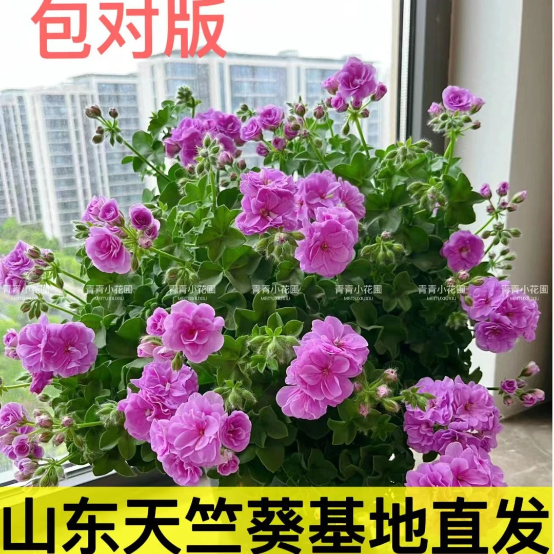 【达人专用】天竺葵新品重瓣大花球阳台花卉四季开花粉色