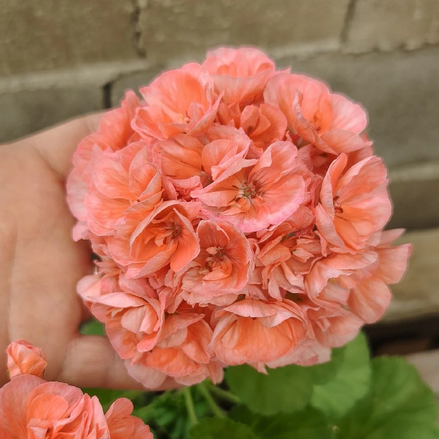 【祖父 】直立天竺葵 橙红色大花球品种 中苗（有花苞 包对版）