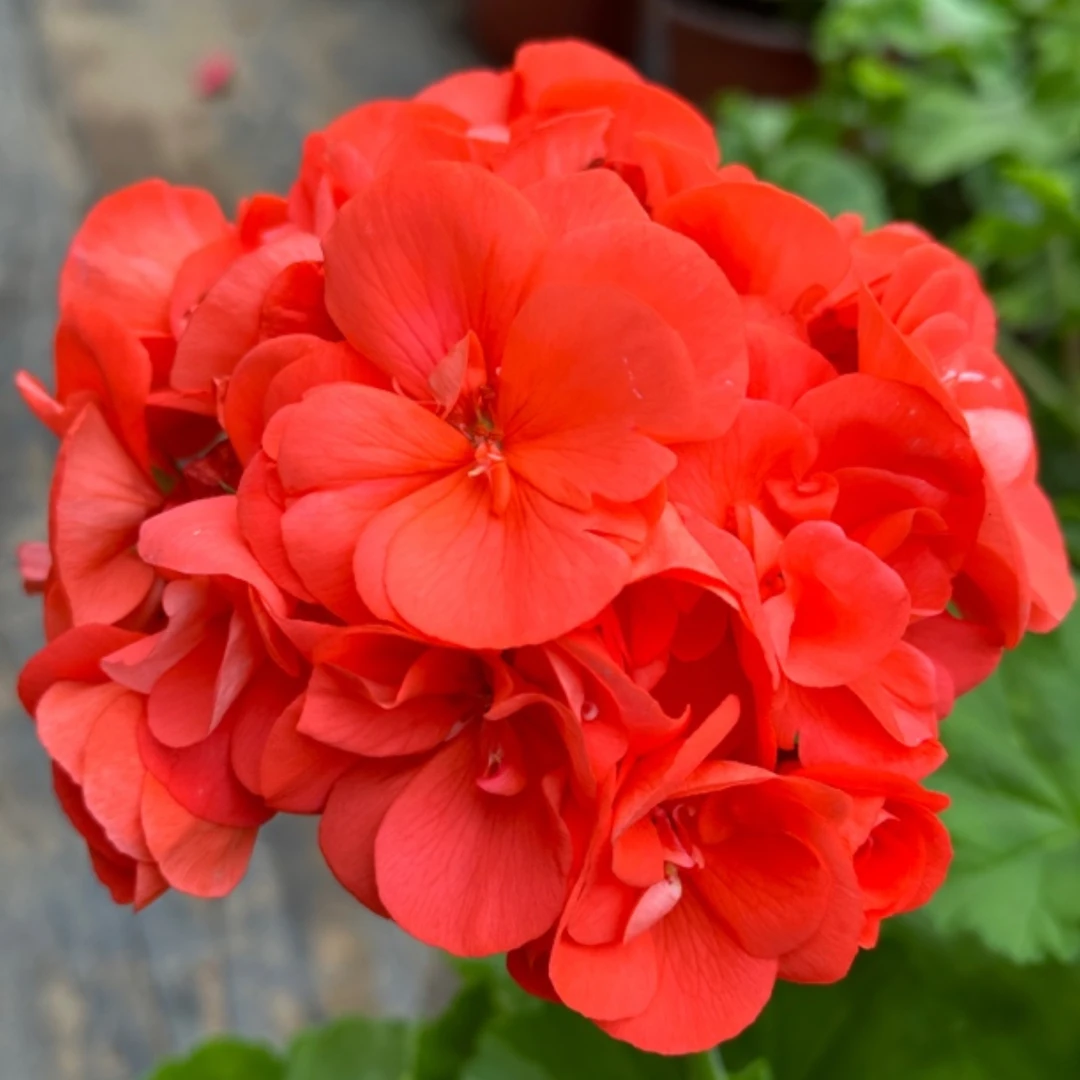 【炫橙 宠粉浮力】直立天竺葵 橙色超大花球（带花苞 包对版）