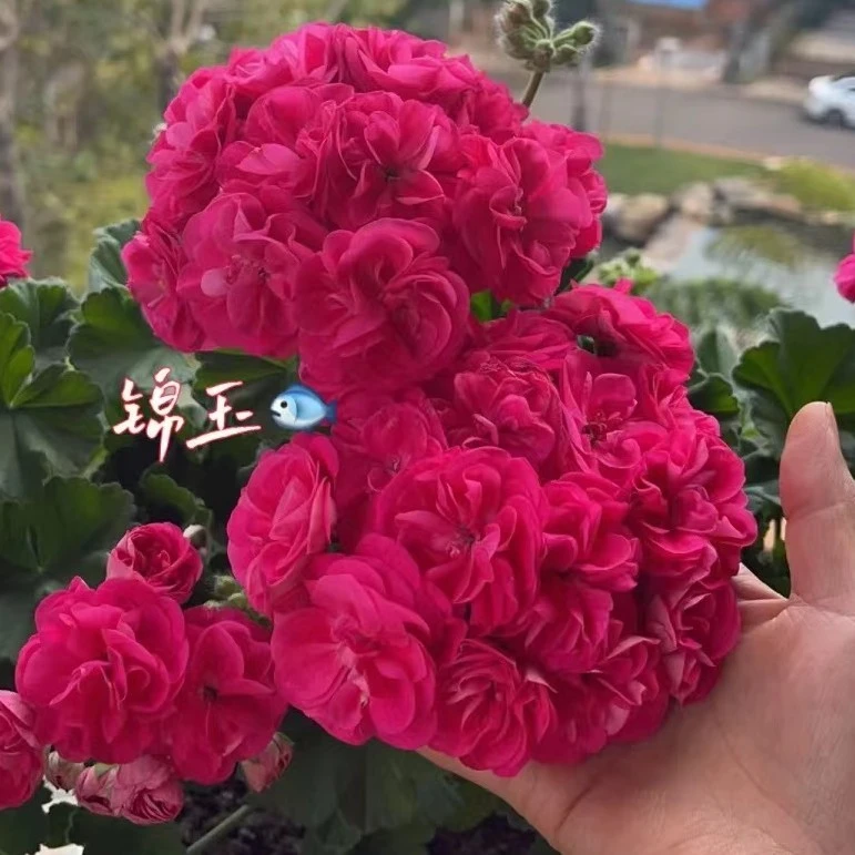 【罗莎琳达 —重瓣必入】国庆浮力 直立天竺葵  （带花苞 包对版）