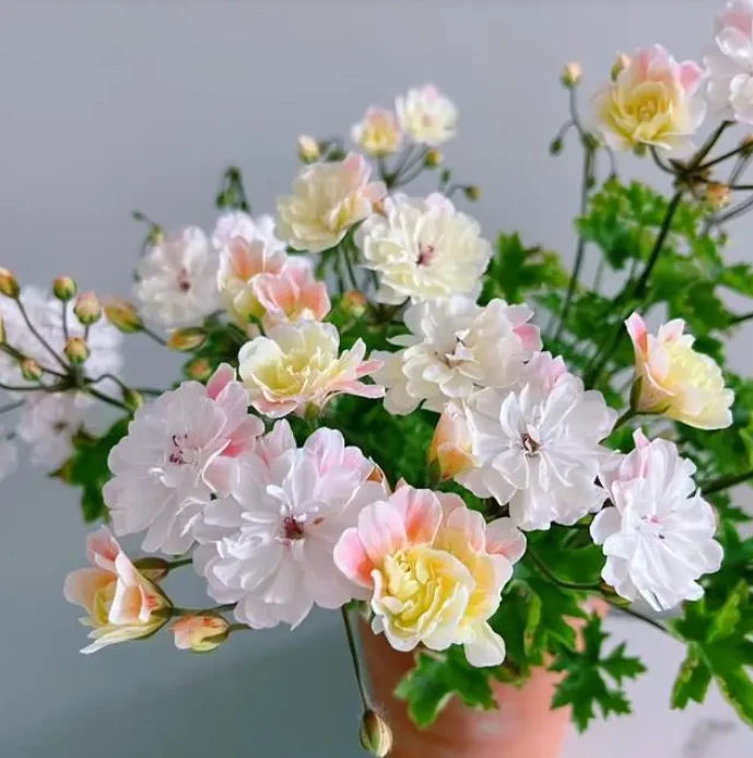 【兽系——劳拉马乔里】高端兽系天竺葵（有花苞 包对版）