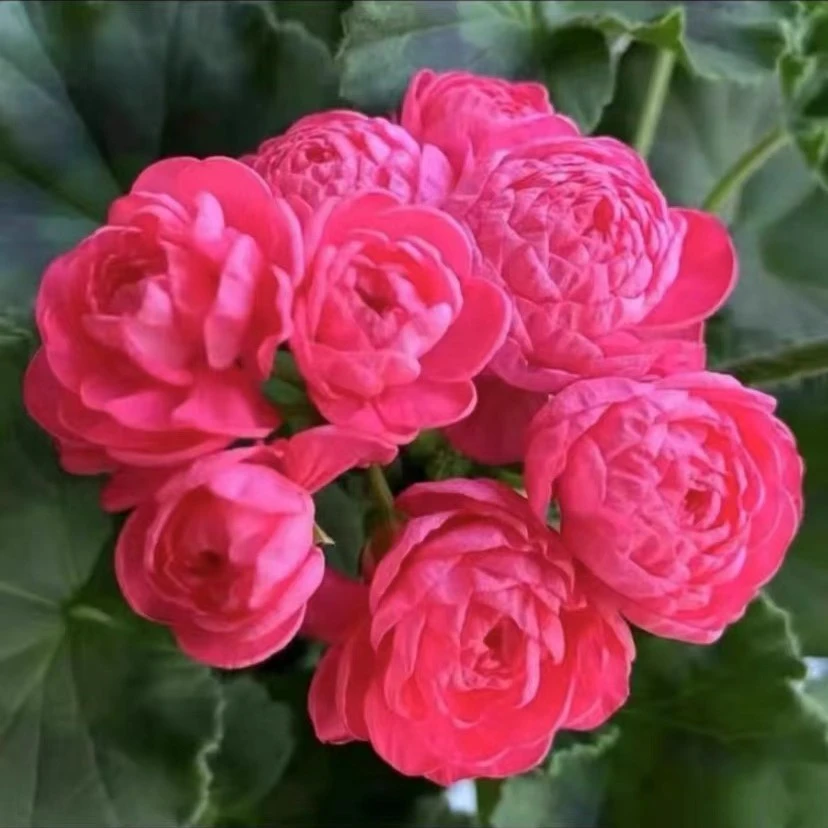 【妲己 】直立天竺葵（无花苞包对版） 勤花稀缺品种 中苗