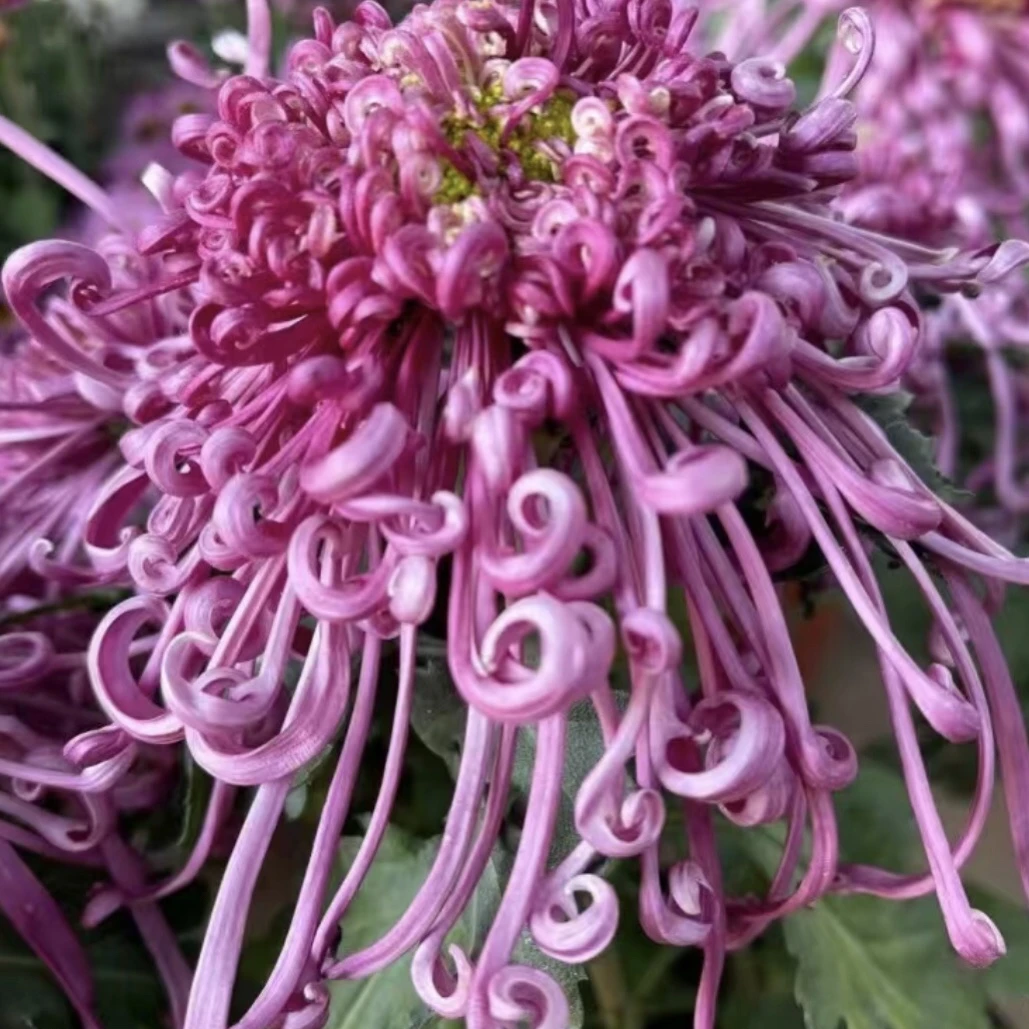 紫霞仙子大花大花丝菊，带花苞发货盆栽阳台庭院养殖