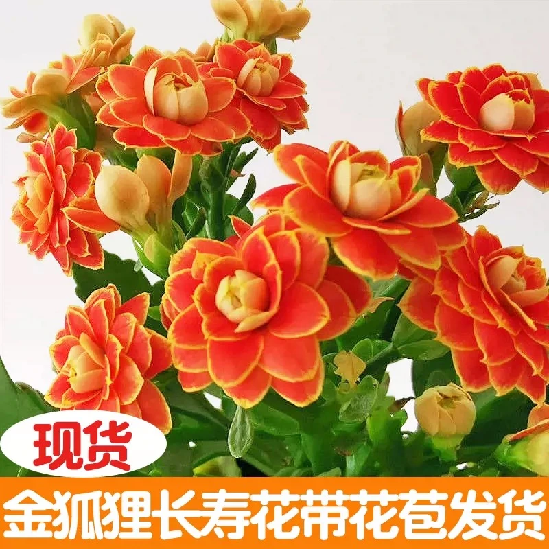 金狐狸日盆栽植物阳台春季四季红色