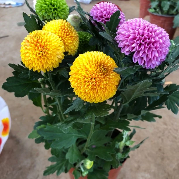 混色乒乓菊，原盆土发货阳台春季粉色紫色黄色