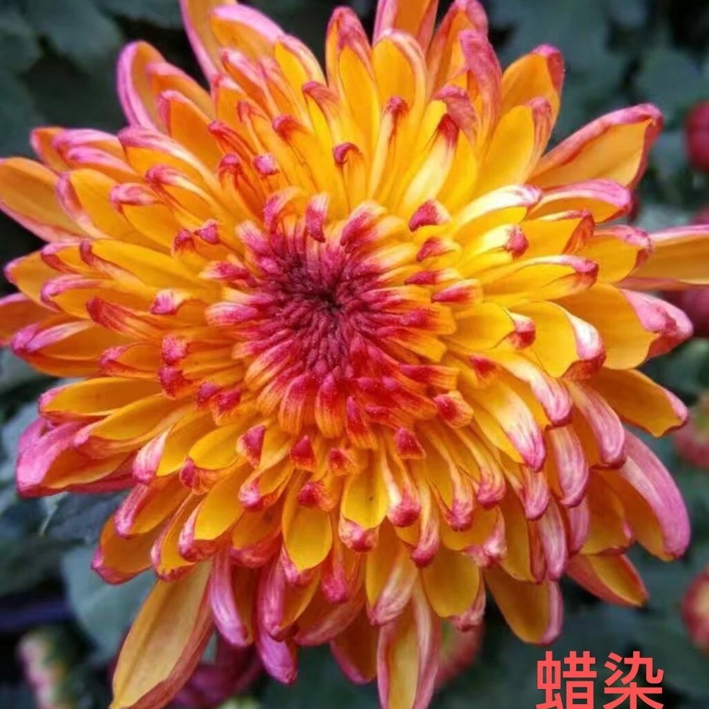 菊花盆栽带花苞大花苗九月菊耐寒好养