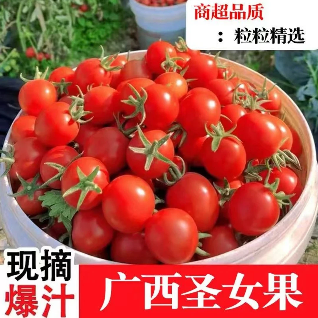 广西千禧圣女果农家自种新鲜蔬菜水果脆甜多汁 酸甜净重5斤装