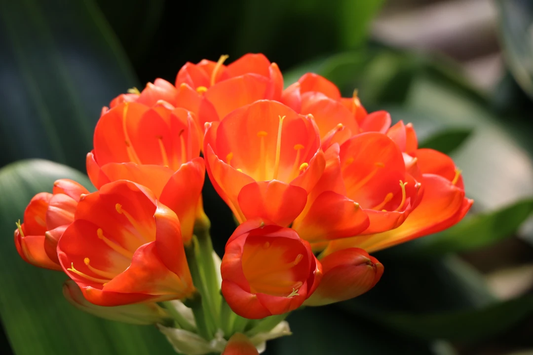 鞍山君子兰盆栽花卉 先选再拍 一物一拍