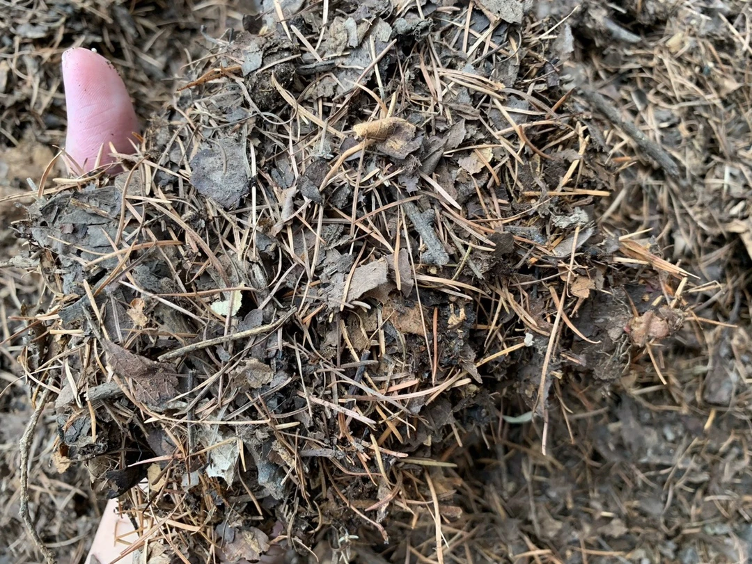 君子兰专用营养土 腐叶松针5斤 已发酵直接使用