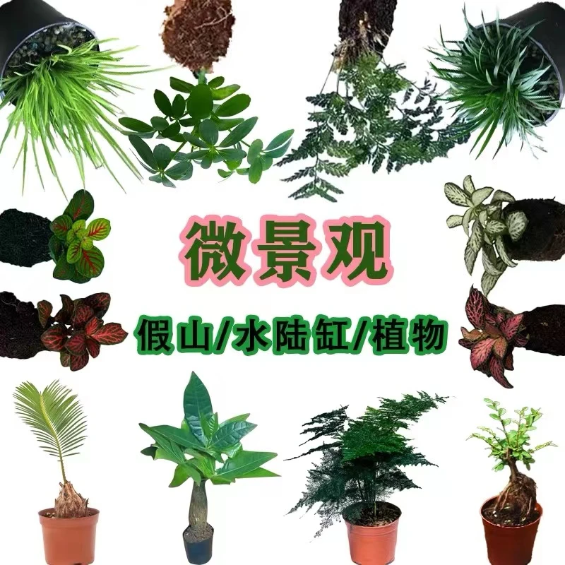 狼尾蕨 菖蒲 网纹草 微景观 假山造景素材 水陆缸造景素材