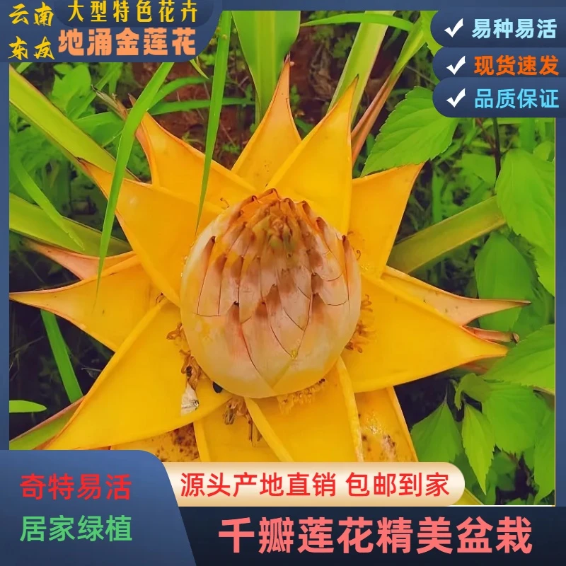 云南春天地涌金莲四季花卉好栽好养花期长客厅庭院盆栽阳台开放