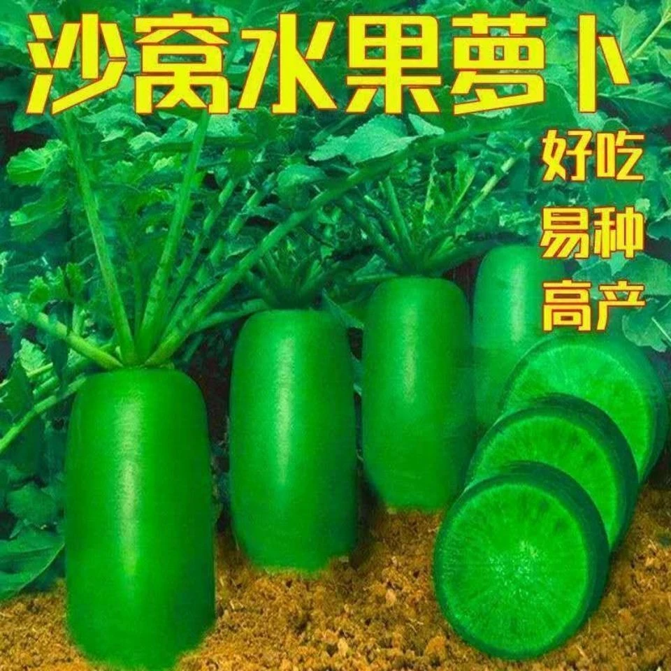 【2包水果青萝卜种子】盆栽绿萝卜种籽冰糖水果萝卜种子生吃脆甜农