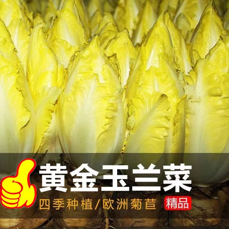 【2包金玉兰菜种子】四季播种金玉兰菜种多年生蔬菜种子种植蔬菜种
