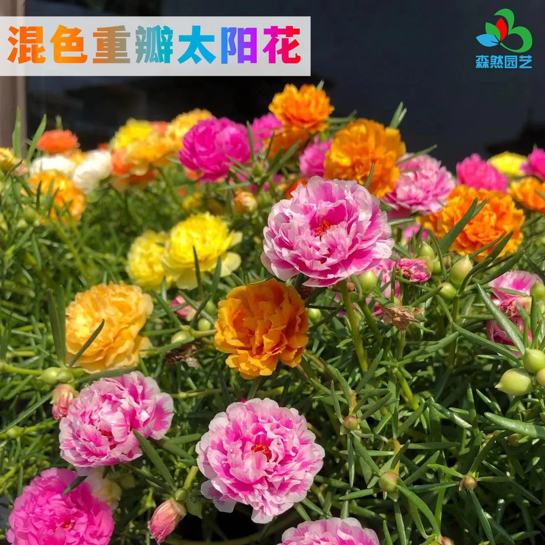【2包重瓣太阳花种子】重瓣太阳花混色易活阳台庭院花园四季开花