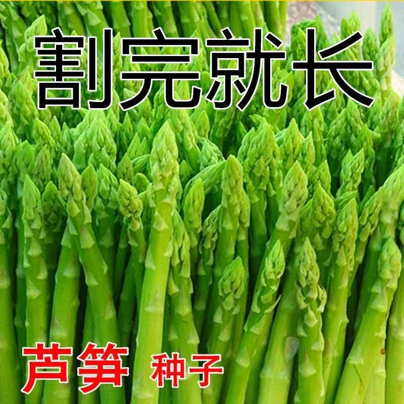 【2包芦笋种子】四季种植蔬菜之王绿芦笋种籽抗热耐寒高营养蔬菜种