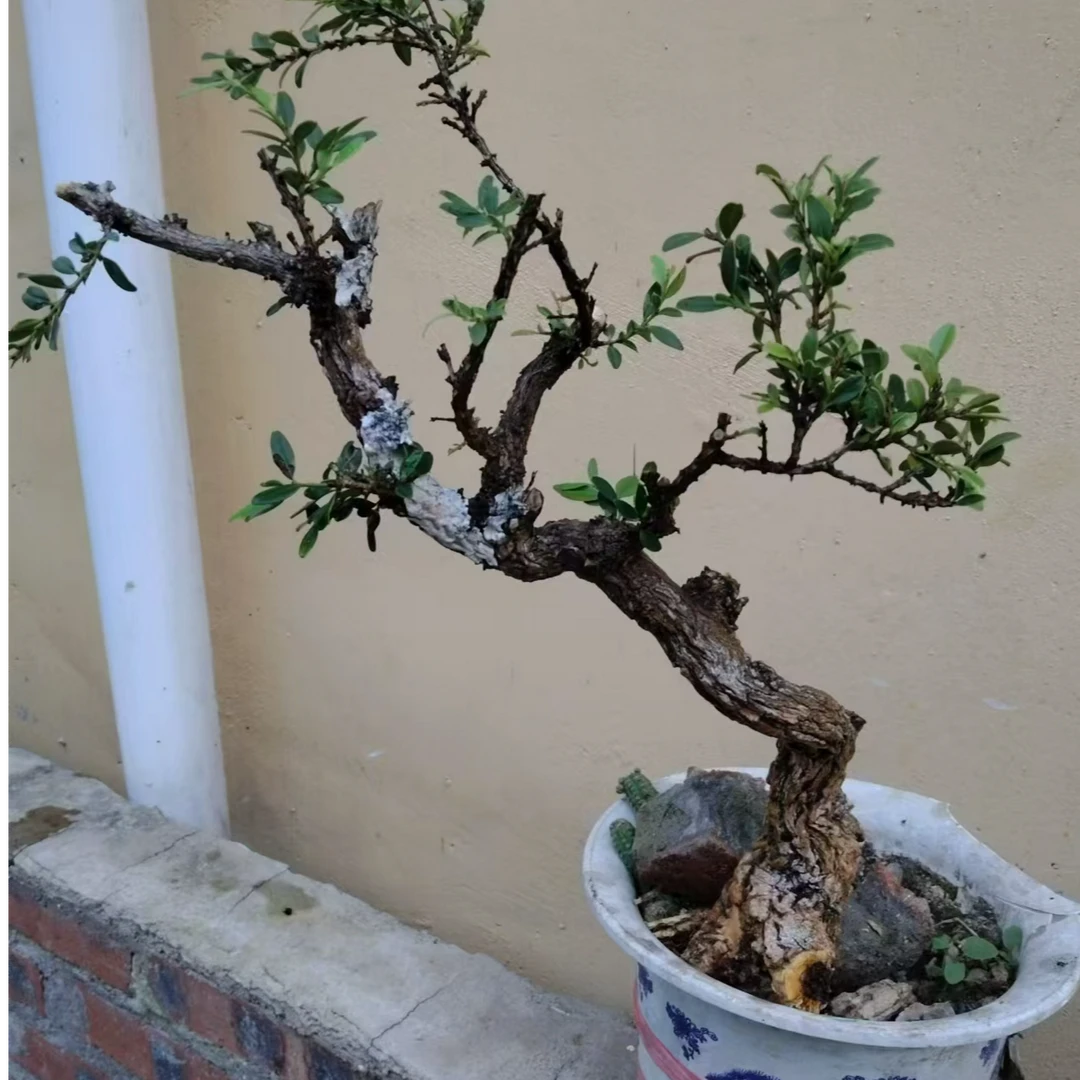 精品盆景购买链接
