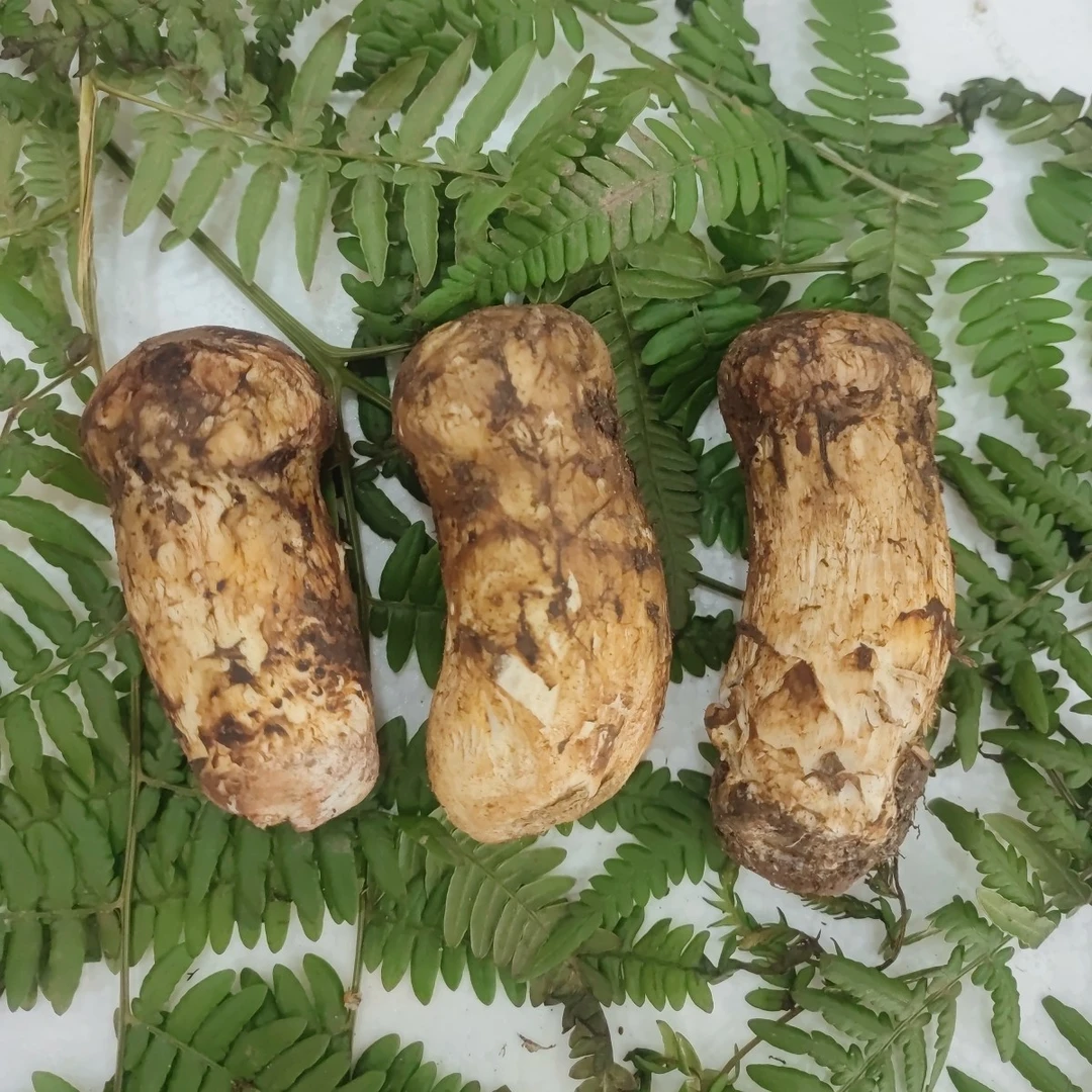 现货新鲜松茸3-5公分 500克顺丰空运包邮