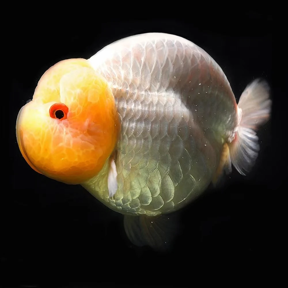 福州兰寿金鱼花色各异 30-200