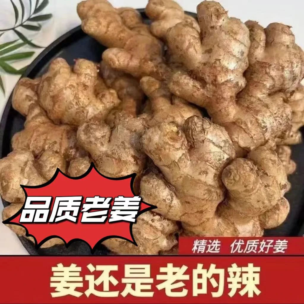 【品质老姜】云南姜风干小黄姜山地老姜现挖自己家种植新鲜净大黄