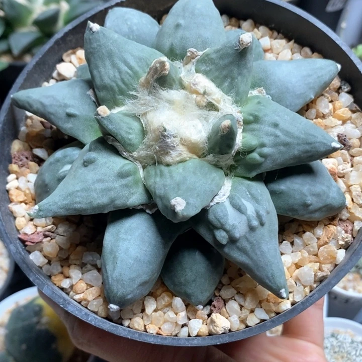 怒涛杂岩牡丹12cm838