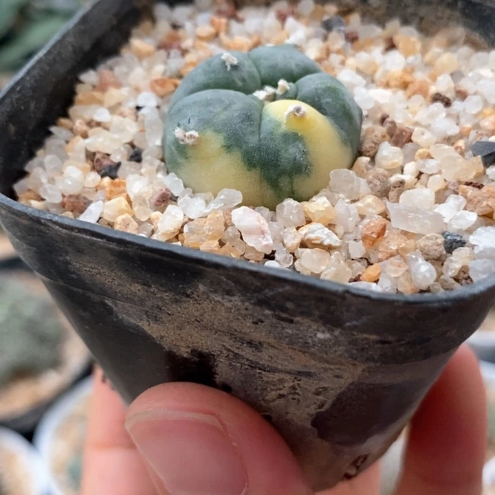 海鲜锦自根2.4cm182仙人球