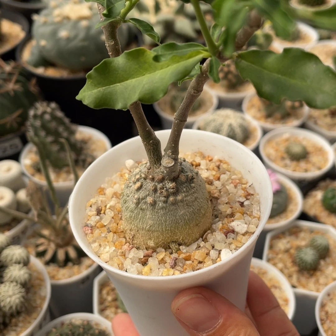火星人3.8cm仙人球029