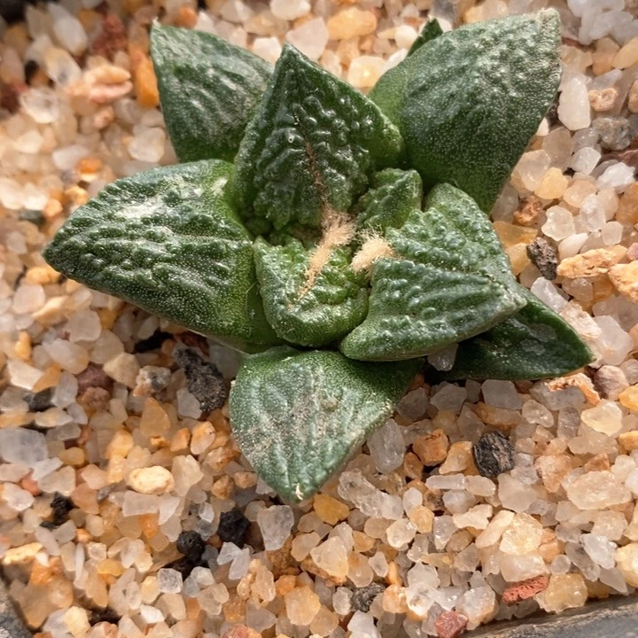 实生龟甲牡丹4.9cm509