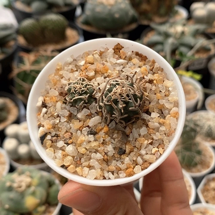 飞鸟自根双头3.6cm059