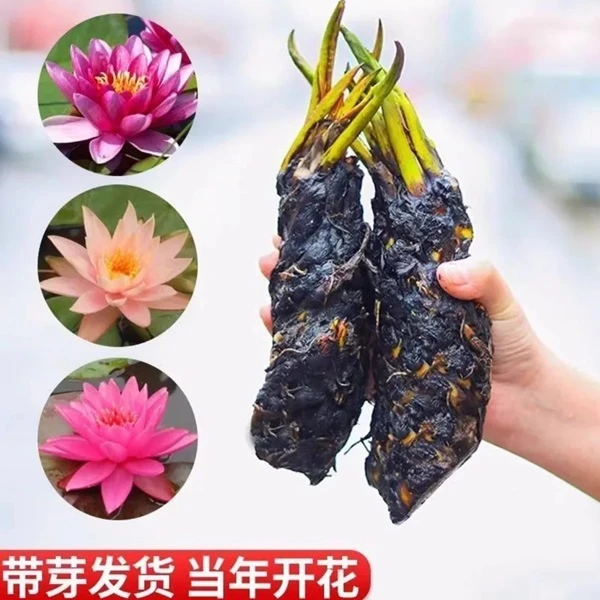 大睡莲根块水培植物室内阳台庭院池塘好养的水生花卉植物适合新手