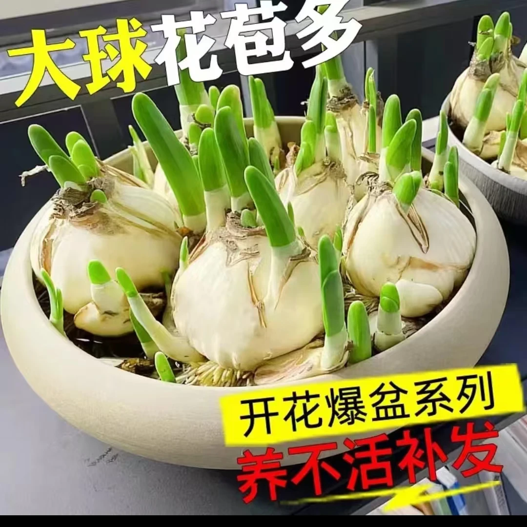 漳州水仙花盆栽室内客厅花卉耐寒好养活水培植物