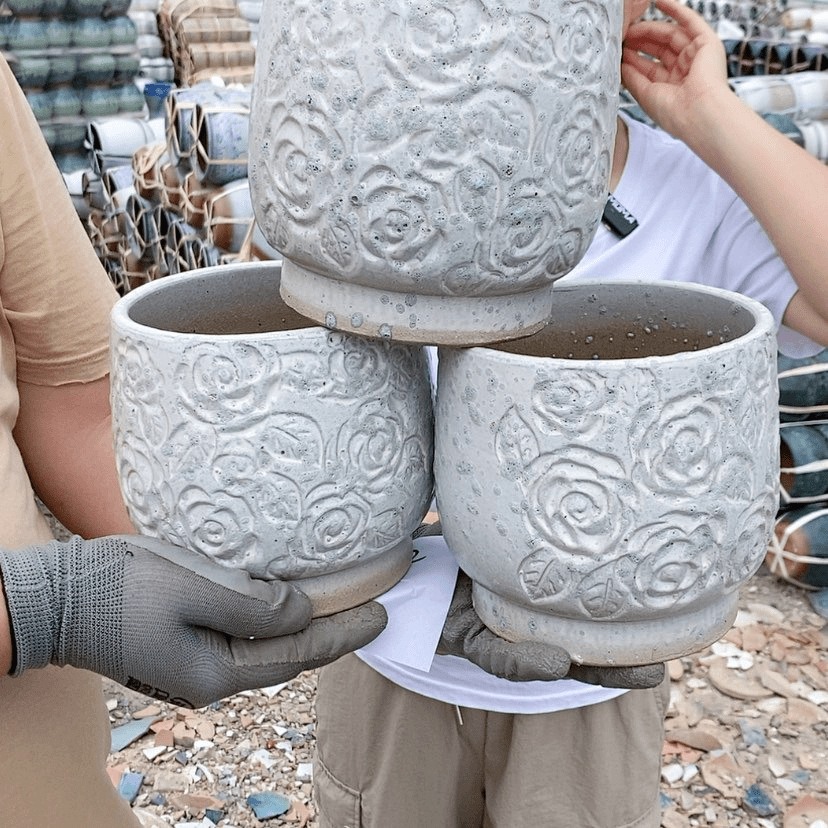 【闪购商品】白玫瑰三个