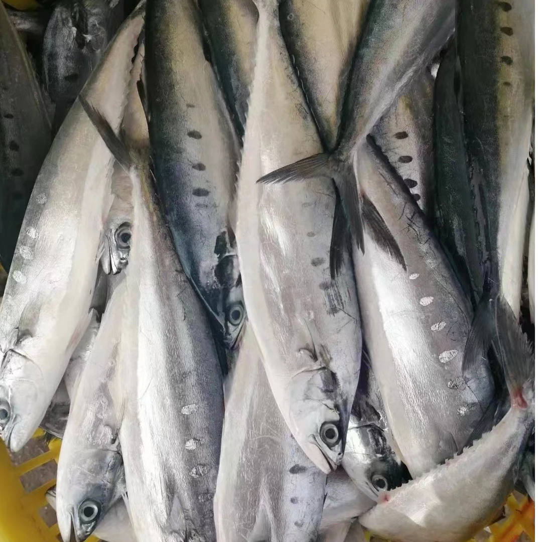 鲜冻 海捕马鲛鱼类（剑鱼） 200-300克/条  广东博贺渔港 冷链包邮