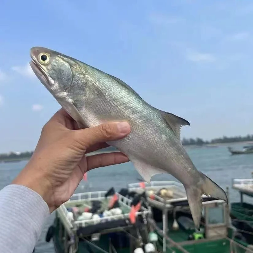 当天海捕野生新鲜午鱼6条马友鱼（200-300克/条）博贺渔港冷链包邮