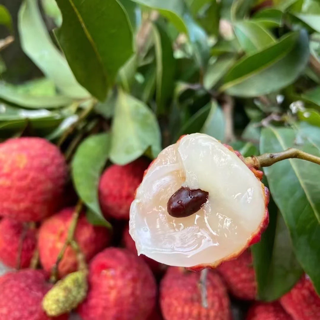 【糯米糍荔枝】深圳南山 鲜甜厚肉 晶莹剔透 现摘现发2-10/斤