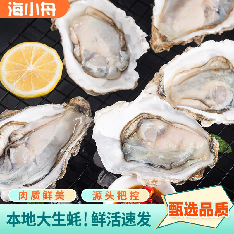 秦山岛生蚝 5斤4-6两/只 应季牡蛎 新鲜个大饱满滋补美味鲜活到家
