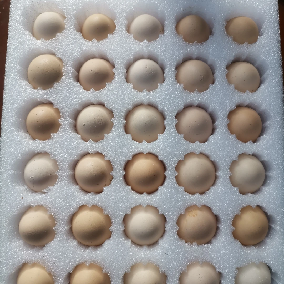 农家散养土鸡蛋新鲜健康鸡蛋营养早餐优选 45-50g