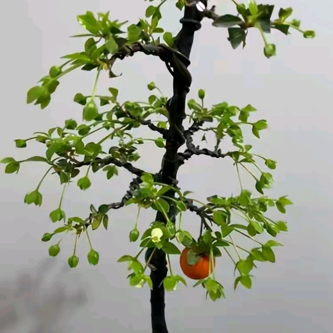 金弹子，一物一价，实物为准