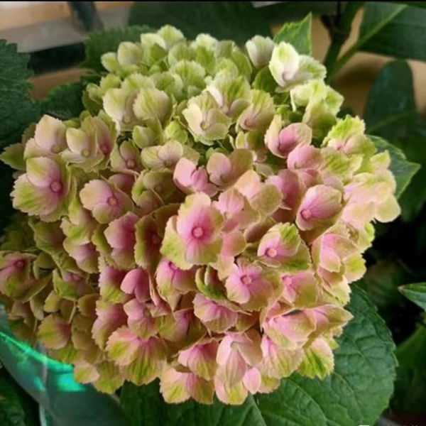 【三哥精选】2加仑魔幻紫水晶灌木绣球花色鲜艳可做切花 庭院地栽