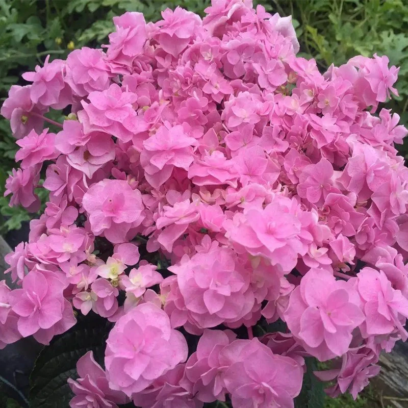 【三哥精选】25加仑头花重瓣平顶大花型绣球适合花园地栽 直立性好