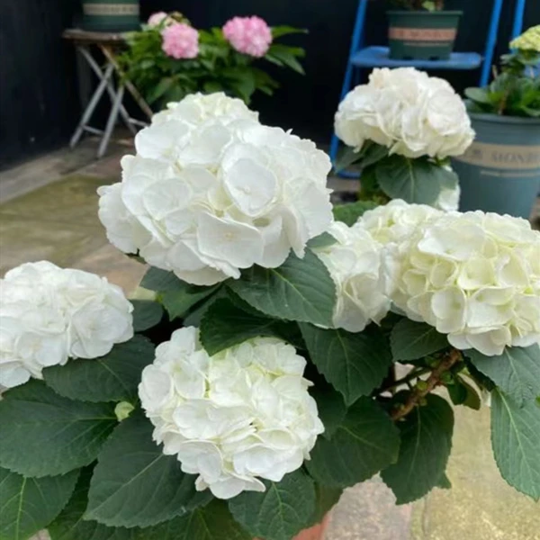 【三哥精选】5加仑魔幻雪球白色厚花瓣绣球 耐晒耐寒 适合庭院种植