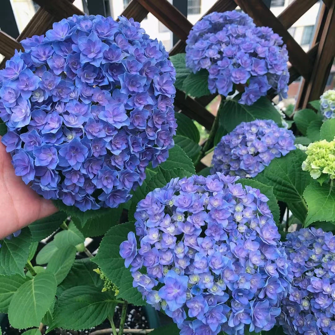 【三哥精选】4加仑太阳神殿重瓣大花绣球 可盆栽可地栽绣球