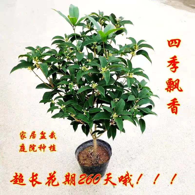 桂花树苗盆栽四季桂月月桂浓香室内阳台庭院植物好养易活带花发货